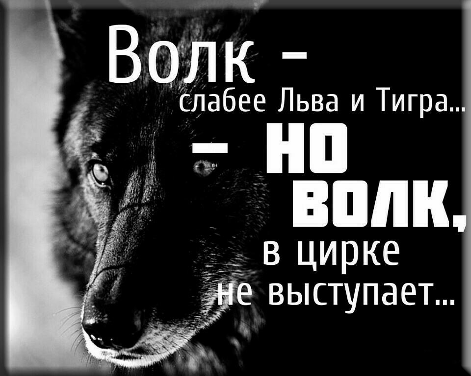 волк.jpg