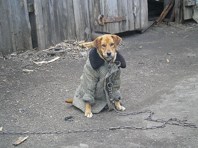 Бабушкин пес.jpg
